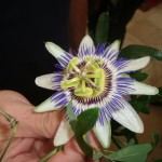 15 Mošćenice pasiflora