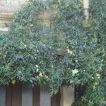 16 Mošćenice pasiflora