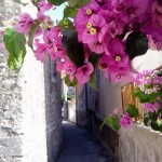 Rascvjetana  kala_Dora Odeljan